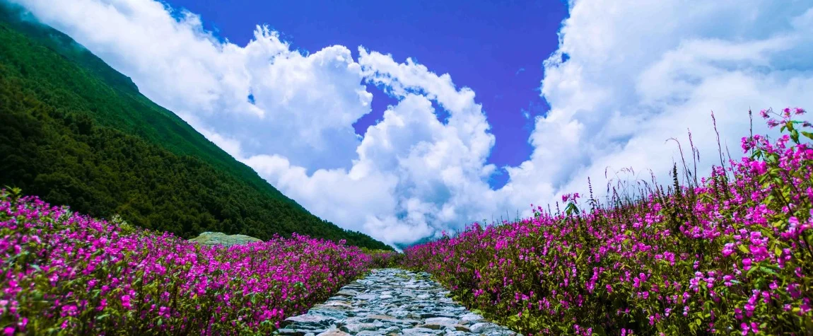 Valley of Flowers in August