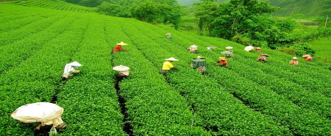 Tea Plantations Darjeeling