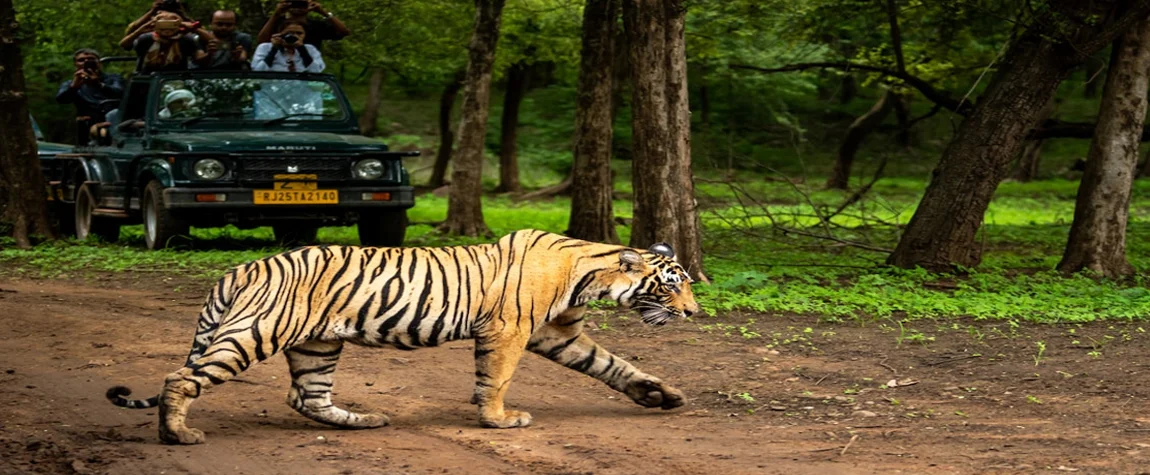 Safari in Ranthambore Wildlife Park