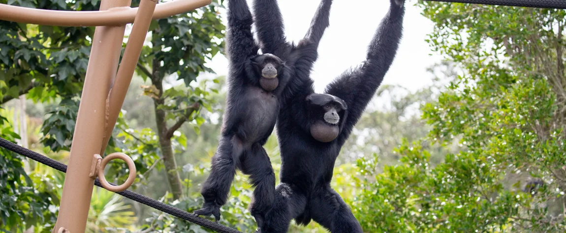 Auckland Zoo