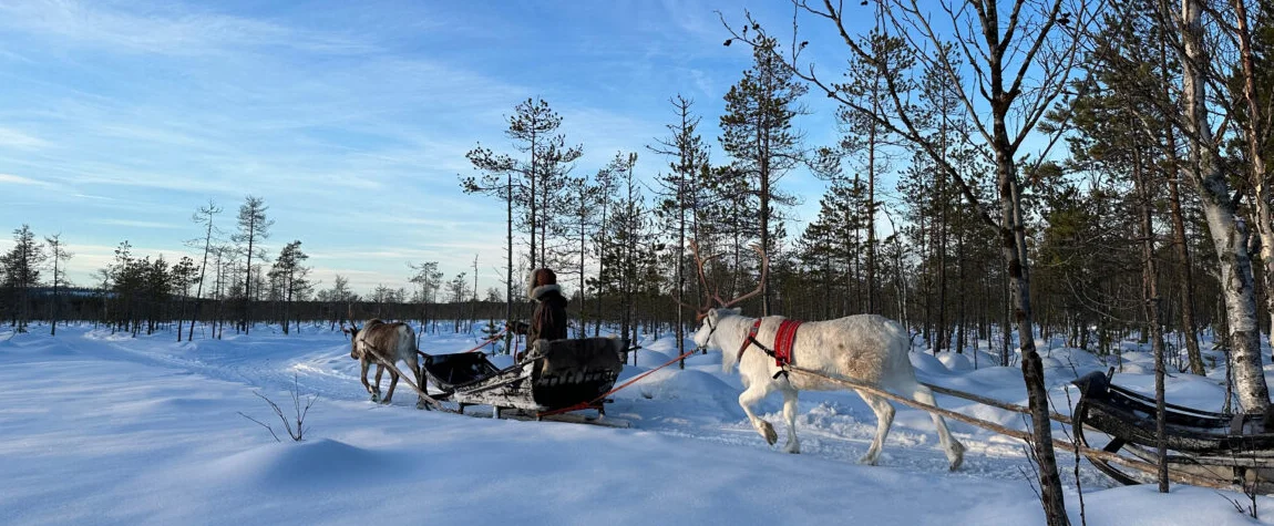 Have a Husky or Reindeer Sleigh Ride