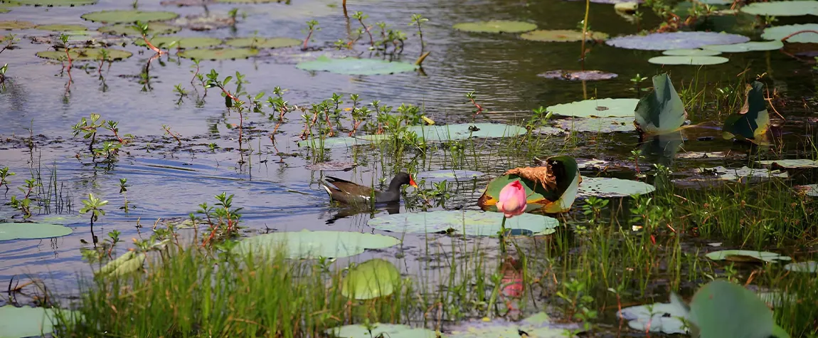 Anawilundawa Wetland Sanctuary