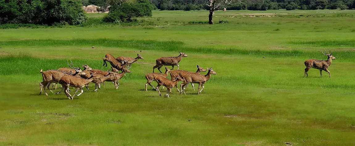 Kumana National Park