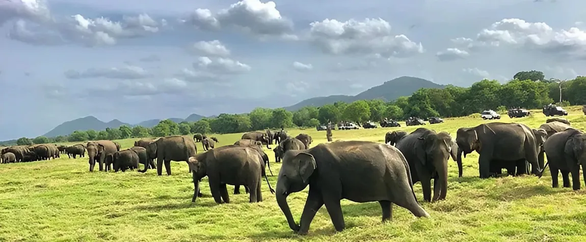 Minneriya National Park