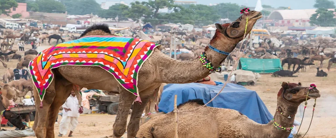 Pushkar Camel Fair: A Unique Desert Festival - Winter Festivals in India