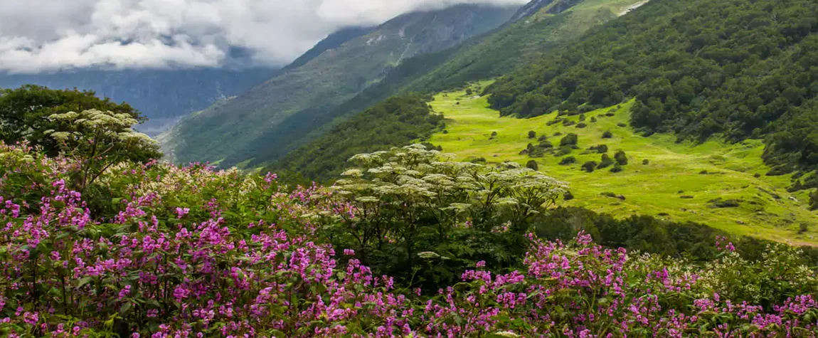 Valley of Flowers in July 