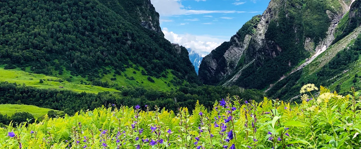 Valley of Flowers in June