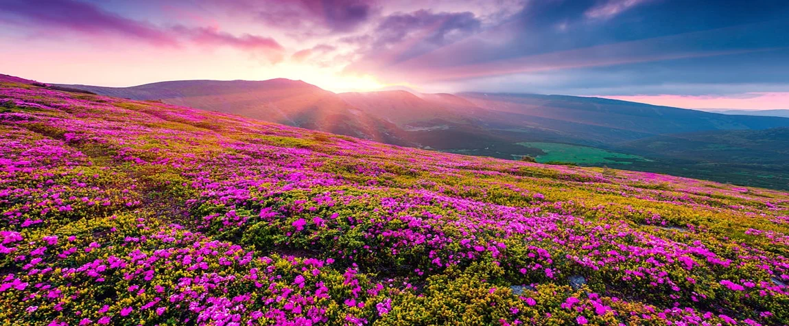 Valley of Flowers in September -