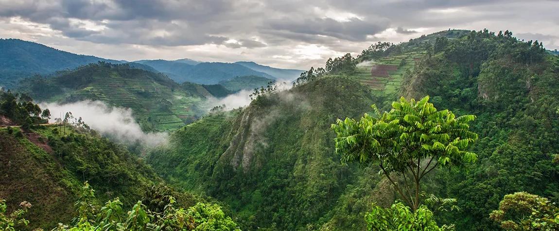 Bwindi Impenetrable National Park