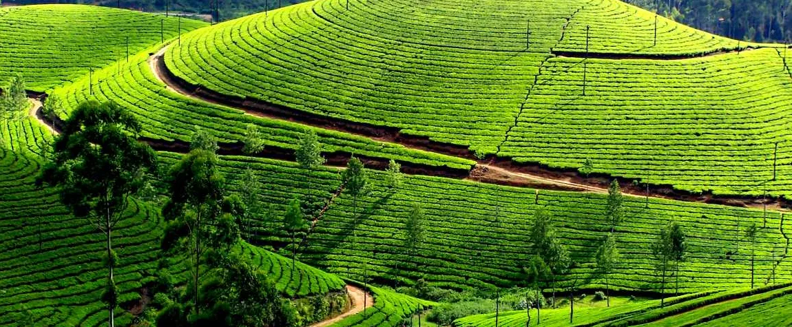 Tea Gardens - destinations in Munnar