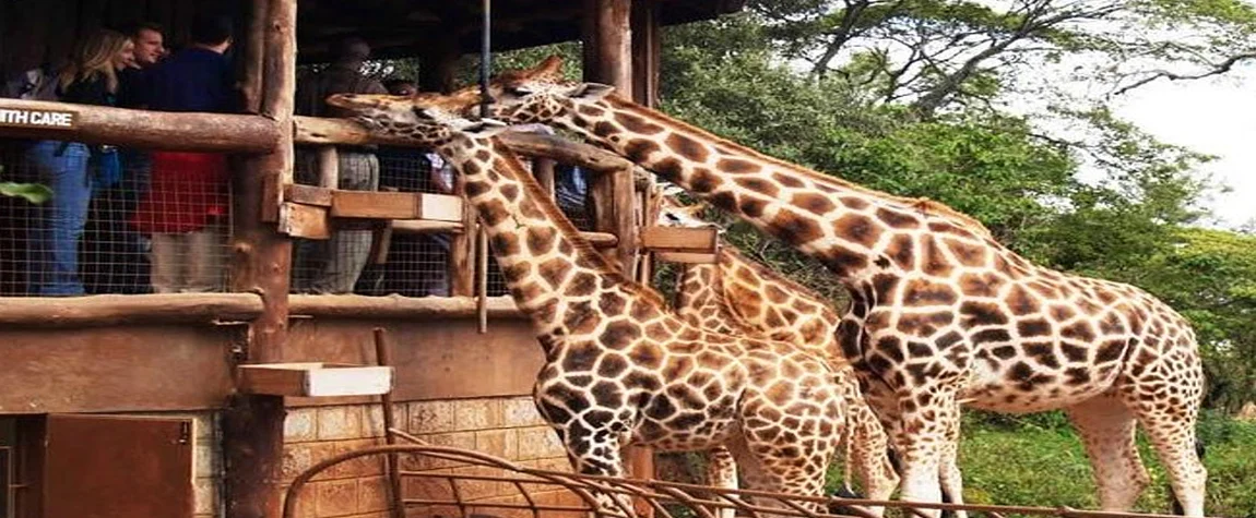 Visit the Giraffe Centre and Elephant Orphanage