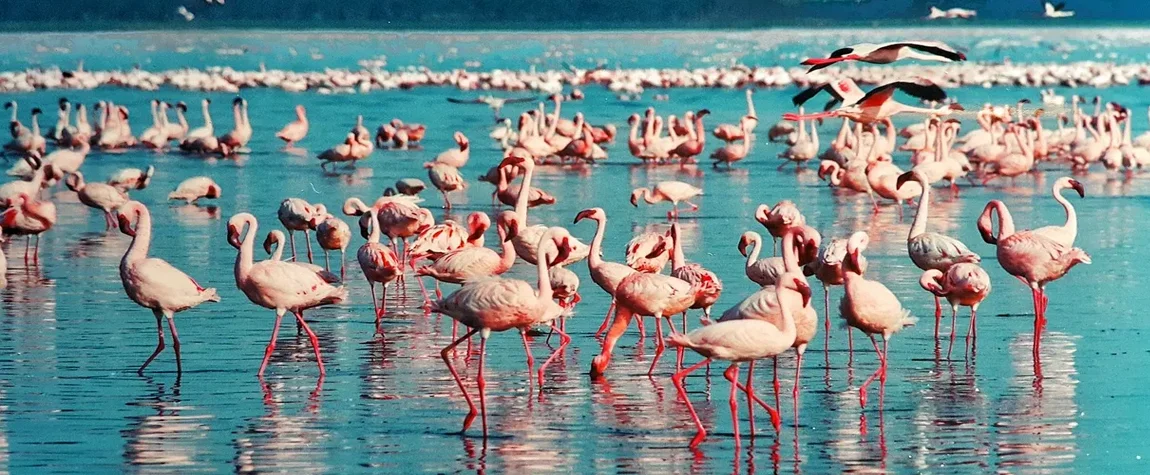 Experience Lake Nakuru