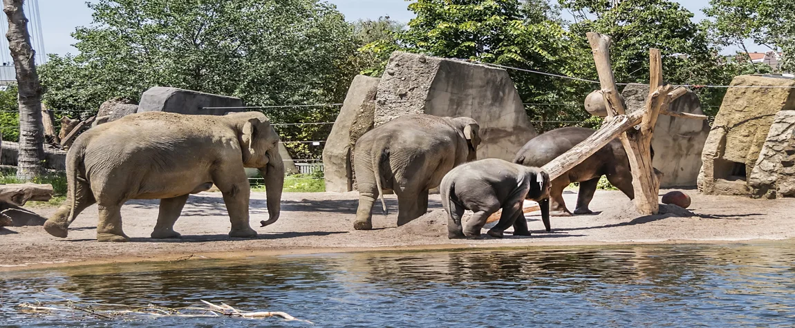 Explore the Artis Royal Zoo