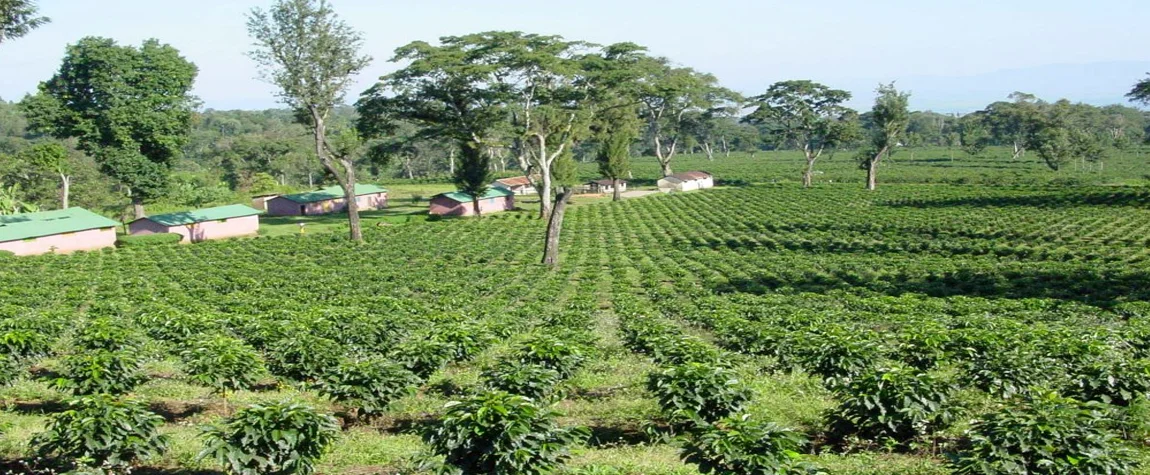 Moshi Coffee Plantations