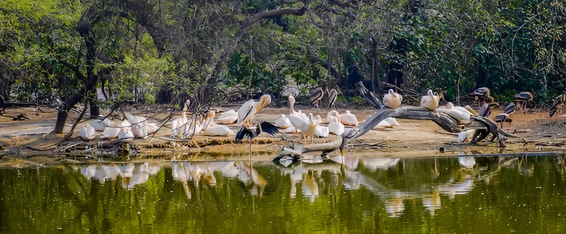 7. The National Zoological Park: Perfect for Family Outings - Humayun Tomb