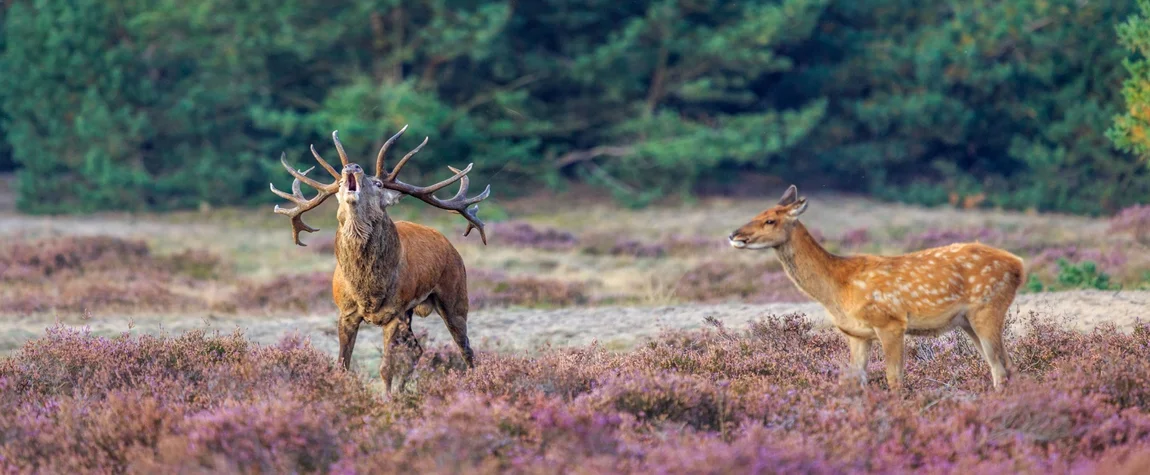 Go to the National Park De Hoge Veluwe