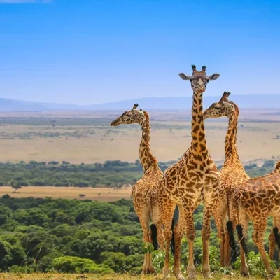 The 9 Best Attractions in Masai Mara National Reserve in Kenya