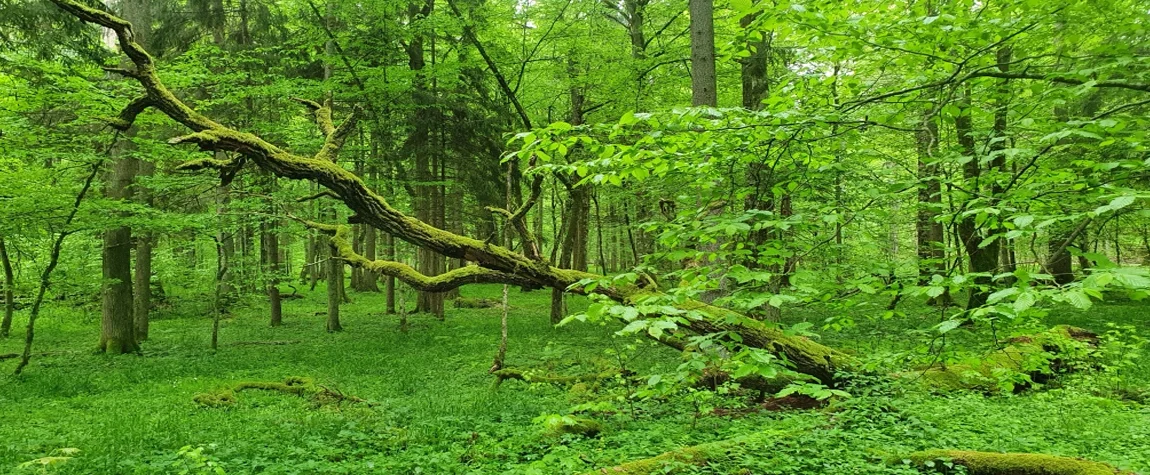 National Parks in Poland