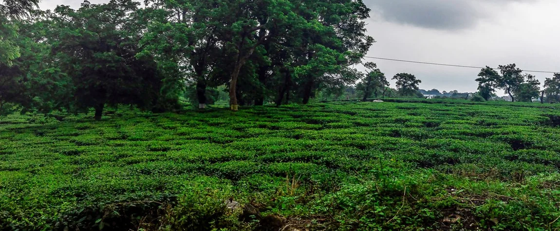  Darjeeling, West Bengal