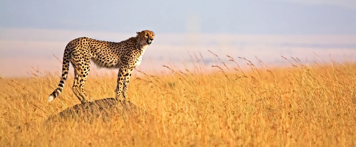 National Parks in Kenya