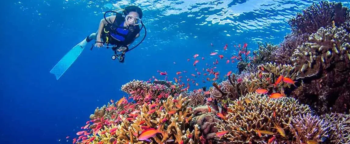 1. Scuba Diving in the Lively Coral Reefs - Things to Do in Maldives 