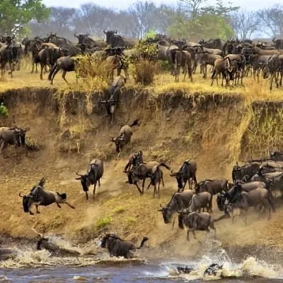 10 Best Things to Do in Serengeti National Park Tanzania