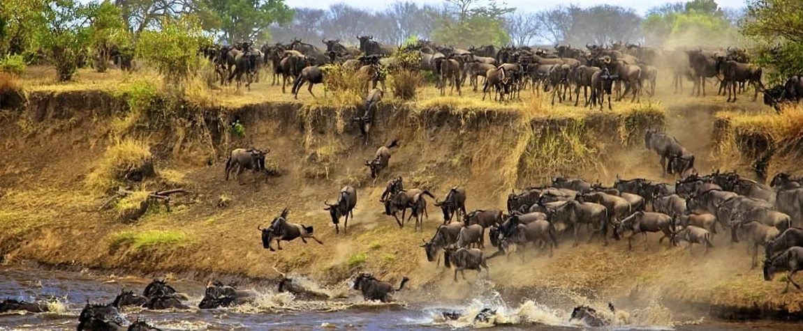 10 Best Things to Do in Serengeti National Park Tanzania