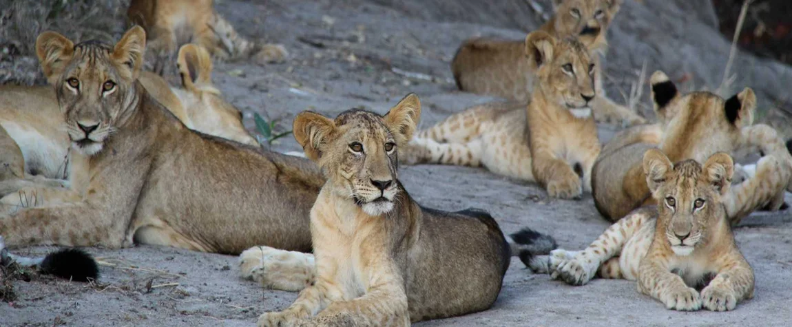 Saadani National Park