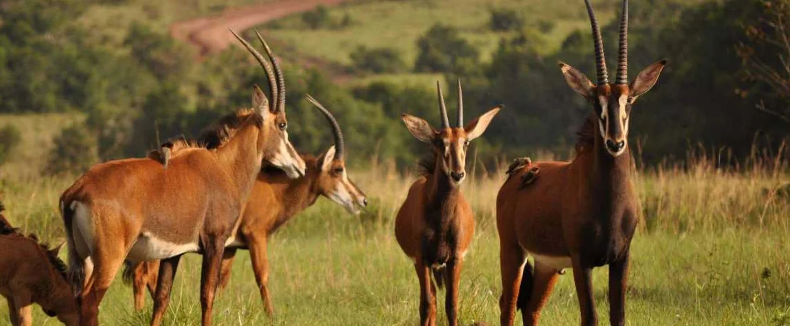 Shimba Hills National Reserve