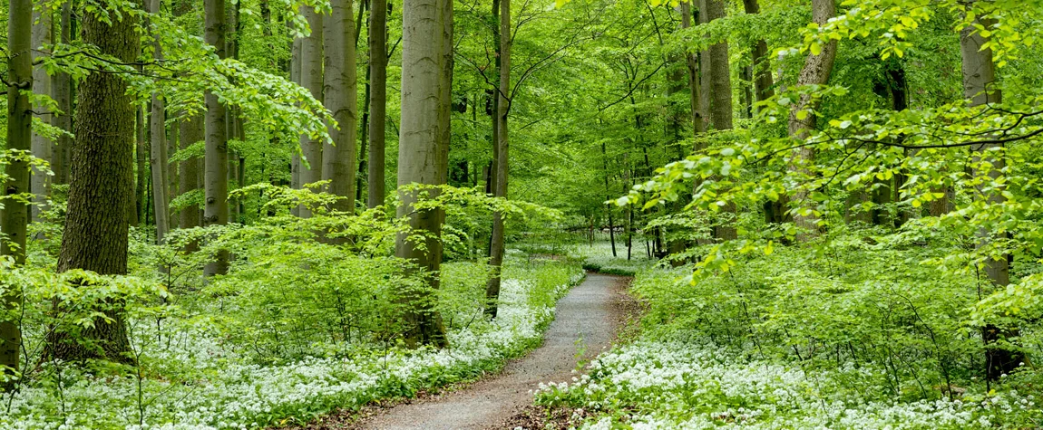 10. Thuringian Forest National Park