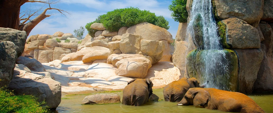 2. Explore the Bioparc Valencia