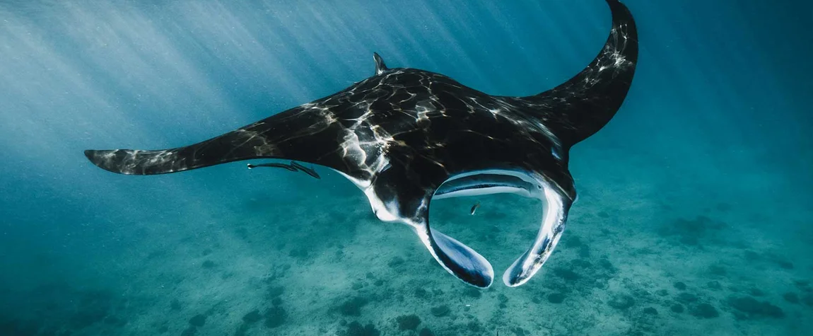 2. Manta Rays Snorkeling and Whale Sharks