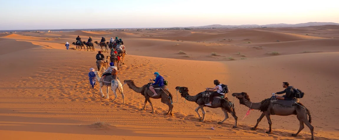 Experience a Camel Ride in the Sahara Desert