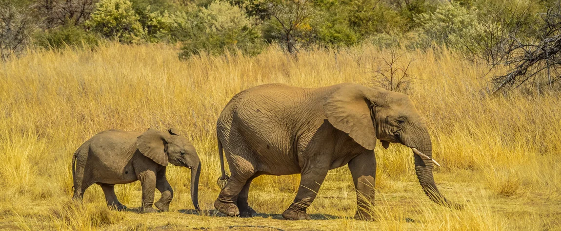 National Parks in South Africa