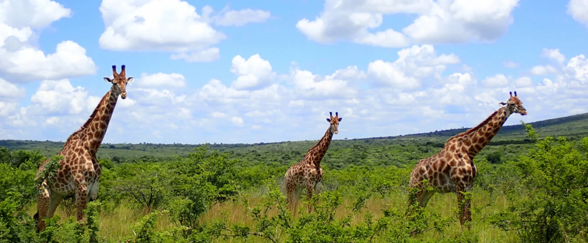 National Parks in South Africa