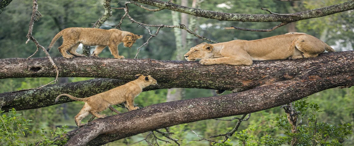 National Parks in Tanzania