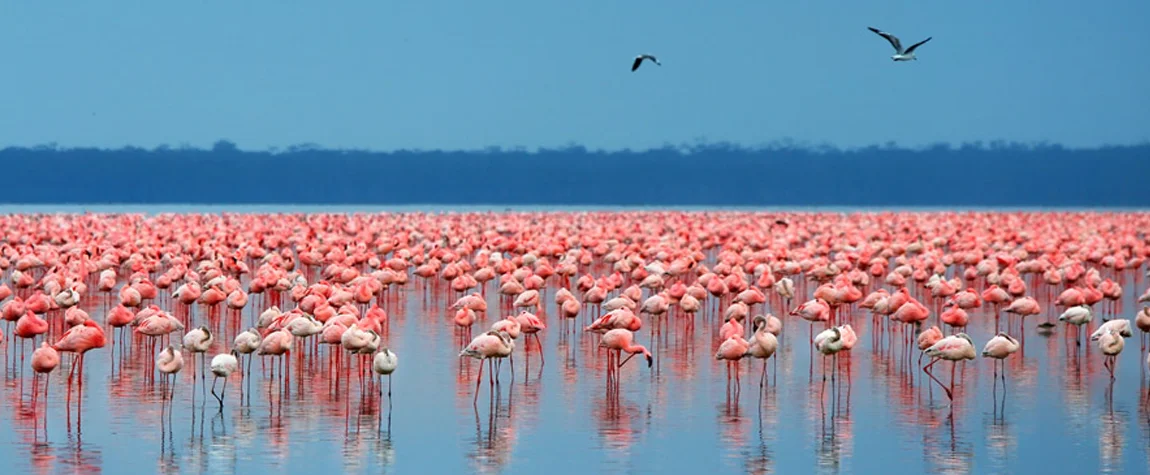 National Parks in Kenya