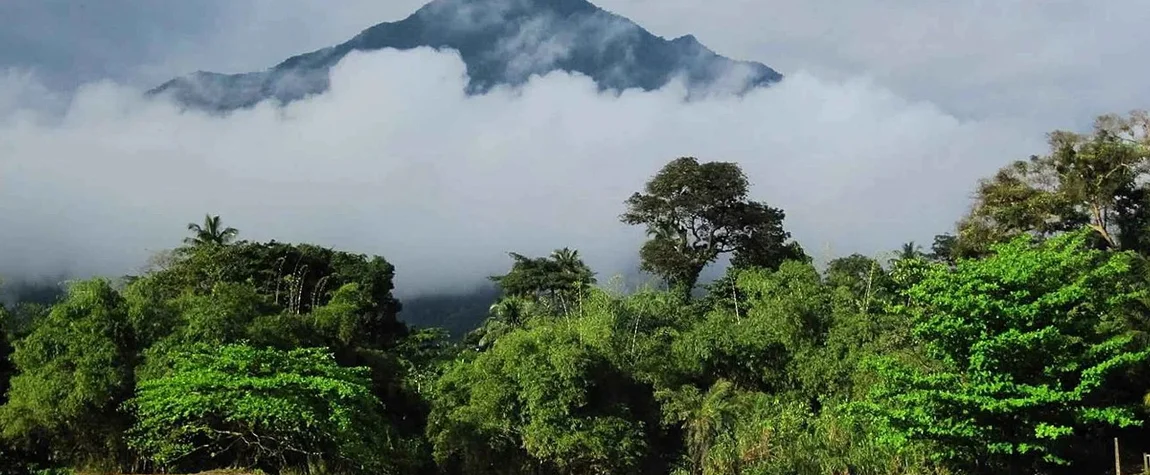 The Rainforest of Mount Cameroon.