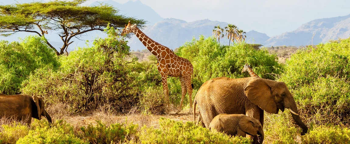 National Parks in Kenya