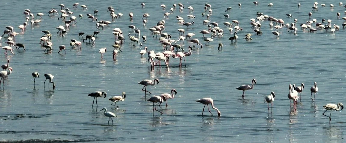 5. Sewri Jetty