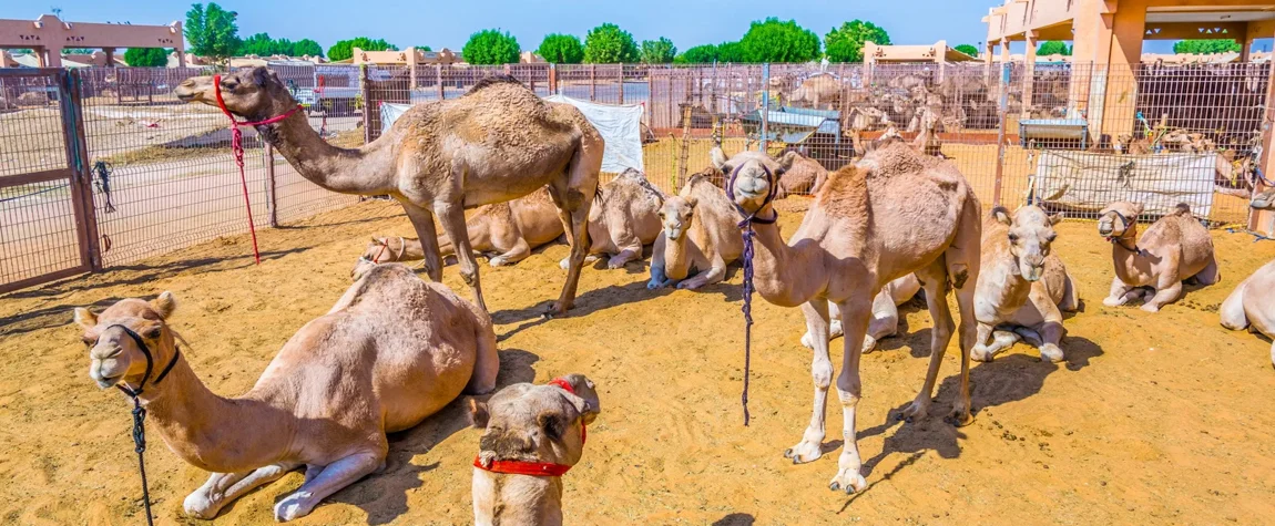 Al Ain Camel Market