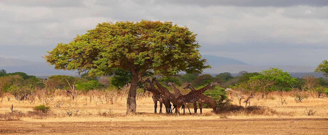 Mikumi National Park