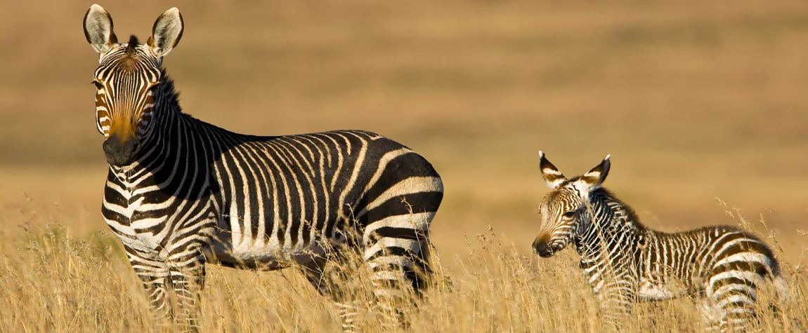 National Parks in South Africa