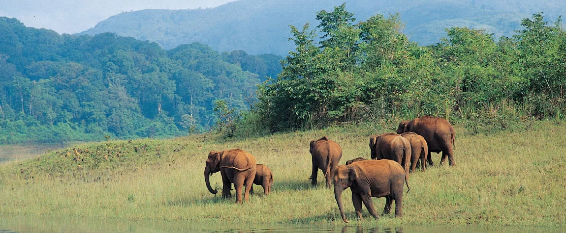 7. Thekkady - Wildlife and Adventure