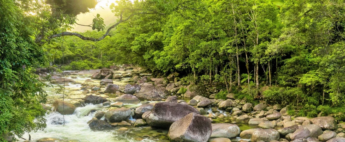 Visit the Daintree Rainforest