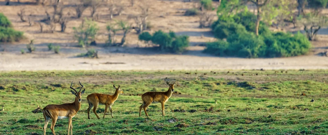 8. Dachigam National Park