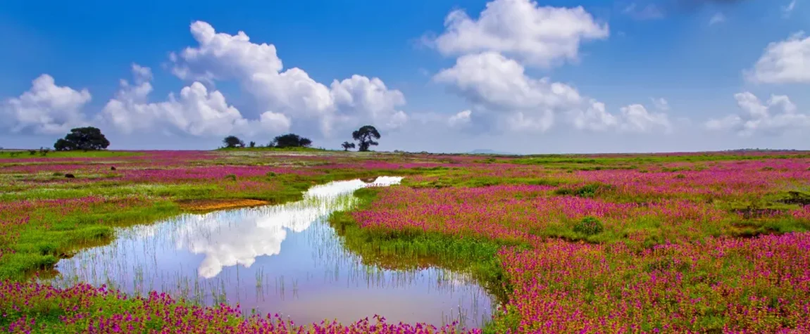 8. Kaas Plateau: A Floral Wonderland - Mahabaleshwar