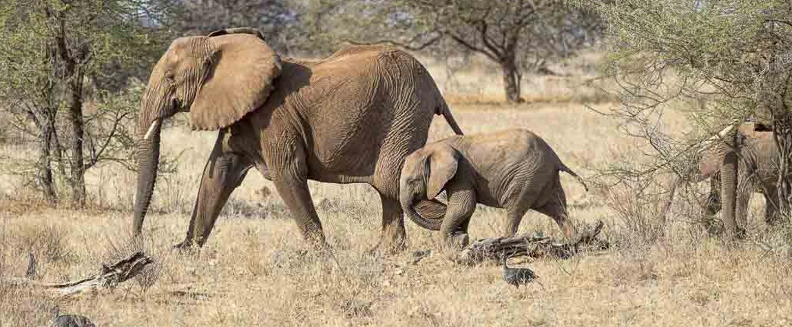 Meru National Park