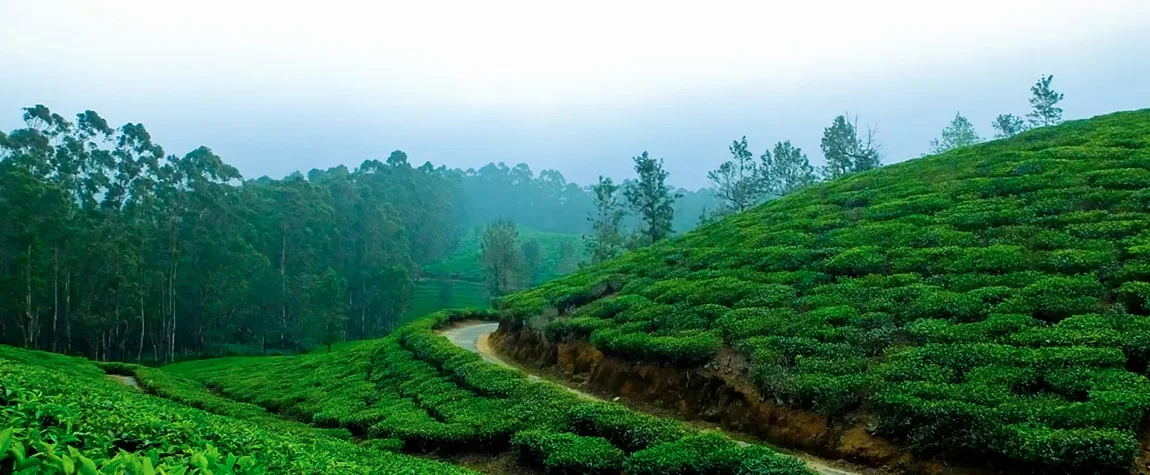 Ilam – A Tea Lover’s Paradise