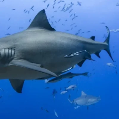 The Best 6 Places for Shark Diving in Maldives